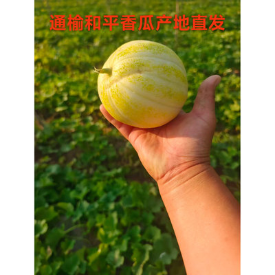 正宗东北露地香瓜甜瓜白