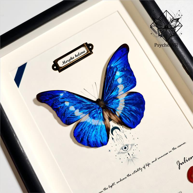 光明女神闪蝶海伦娜真蝴蝶标本罕见生日礼物手工展示框摆件装饰画