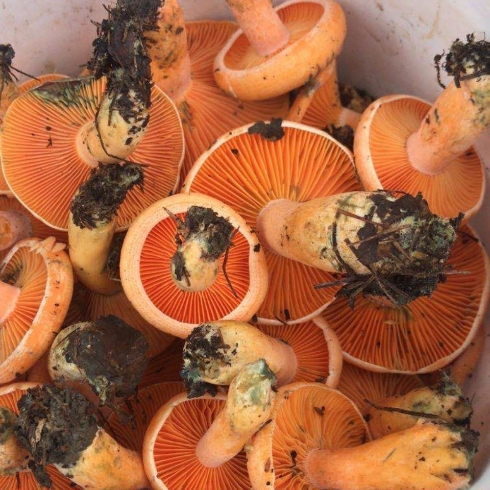 纯野生湘西松树菌干货