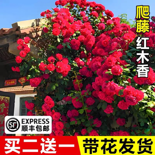 红木香花苗爬藤植物庭院阳台四季 耐寒植物黄白木香花树苗盆栽大苗