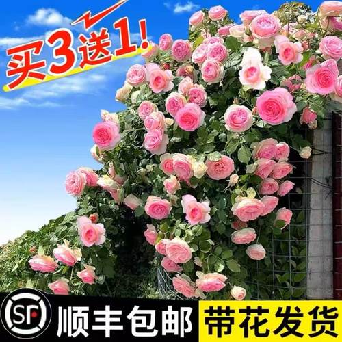蔷薇花苗藤本月季大花庭院花园爬墙攀援爬藤植物阳台玫瑰花卉盆栽