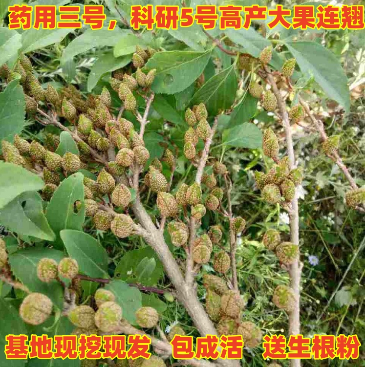 药用连翘苗 高产3号5号连翘树苗连翘树地栽连翘树苗青翘苗结果苗