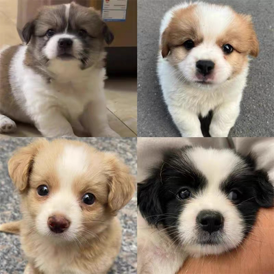 大黄狗中华田园犬纯土狗看家护院家狗黑狗黄狗白狗幼崽家养土狗崽