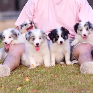 纯种边牧幼犬七白三通边境牧羊犬活体黑白陨石金边中型犬宠物狗狗