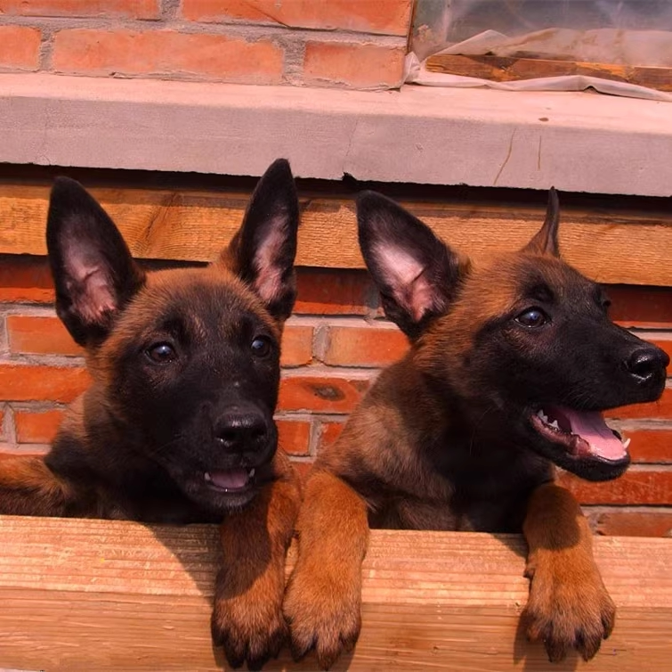 马犬活体爆红纯种比利时马犬幼犬看家护院警犬大型犬军犬宠物狗狗