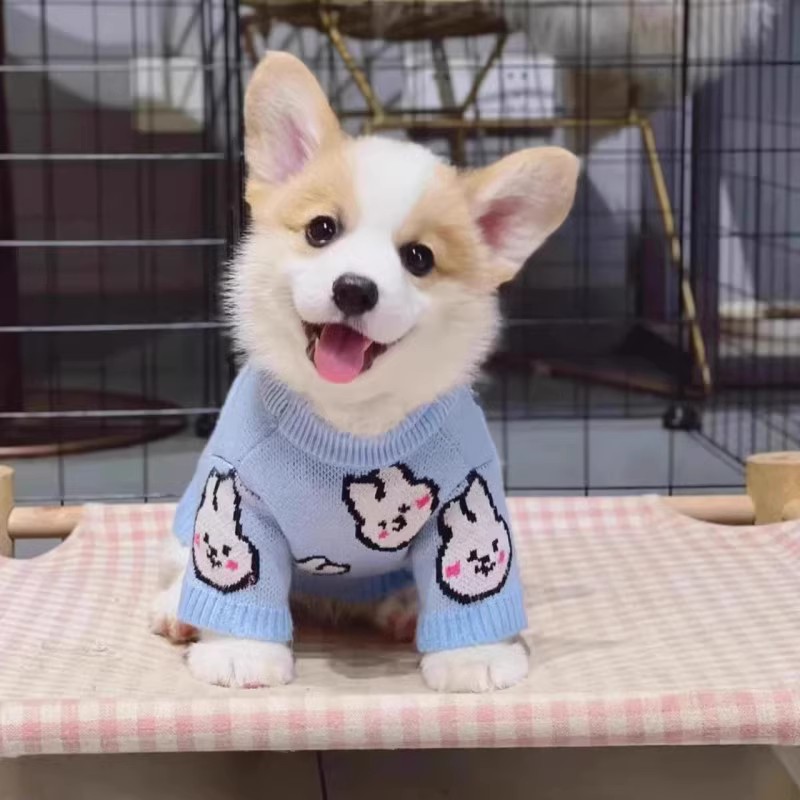 纯种柯基幼犬威尔士双色柯基三色柯基小短腿柯基幼犬家养活体狗狗