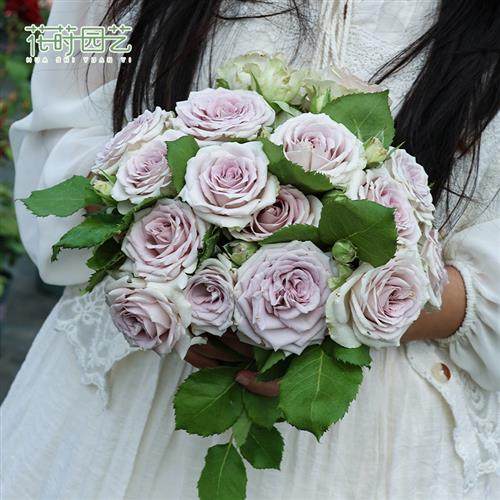 园艺 1加仑灌木藤本月季花苗扦插果汁玫瑰月季花卉庭院绿植,鲜花速递/花卉仿真/绿植园艺,月季/蔷薇/玫瑰,淘宝优惠券,粉丝福利购,淘宝优惠卷