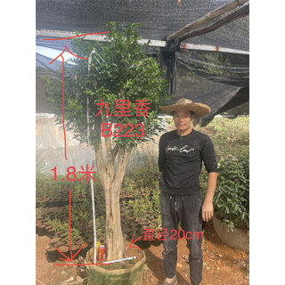 盆栽植物盆景老桩树桩熟桩室内绿植驱蚊四季花卉好养