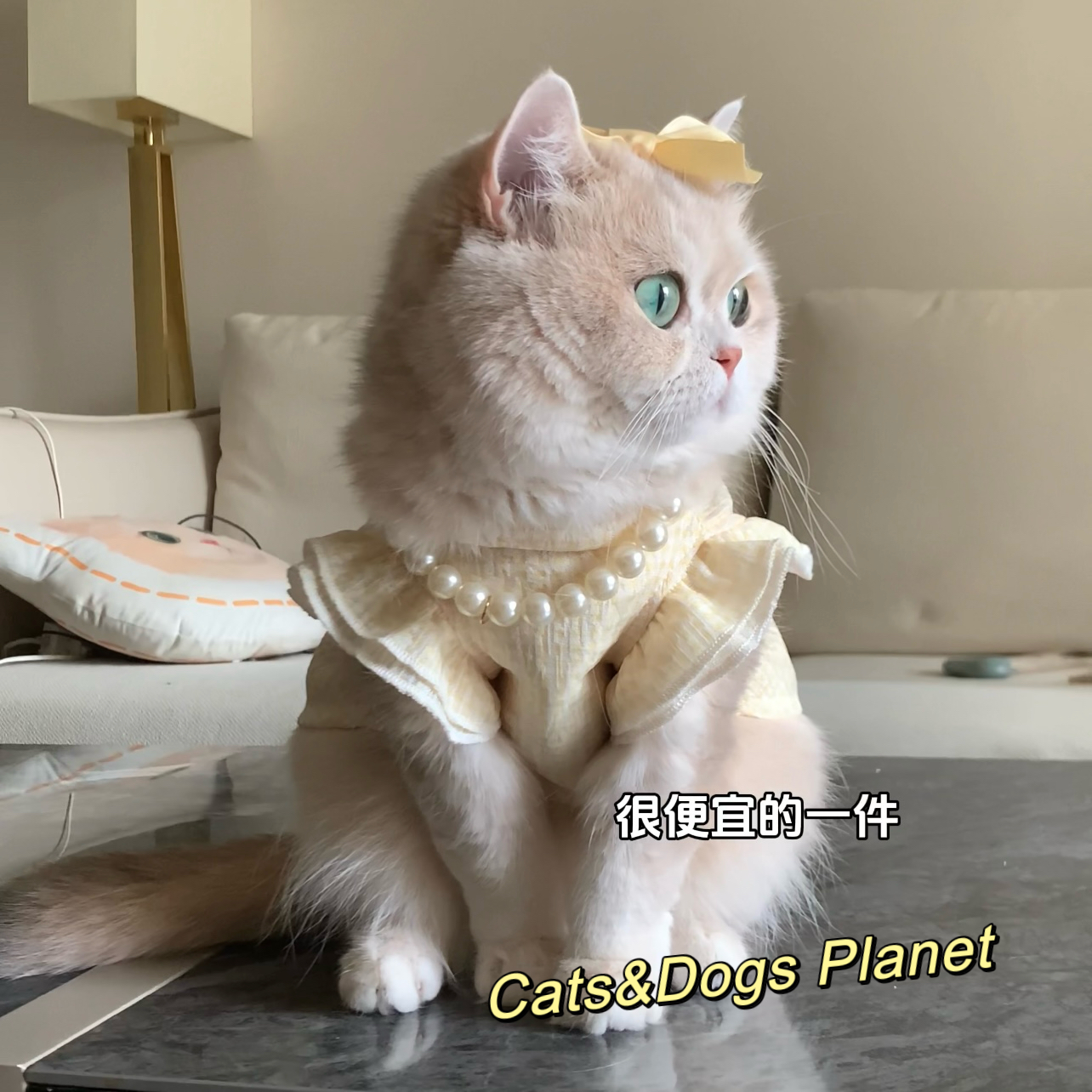 宠物猫咪狗狗夏款轻薄裙子网纱超薄透气衣服防掉毛套装金渐层比熊