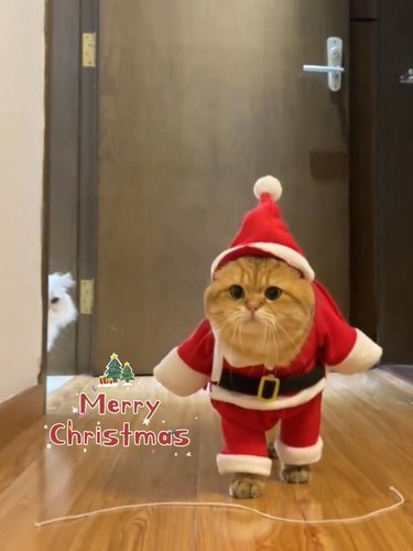 猫咪衣服圣诞老人新年变装可爱服