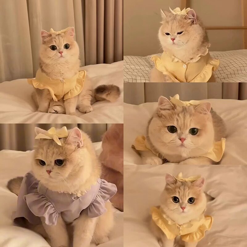 猫咪发夹可爱蝴蝶结宠物头饰金渐层英短德文蓝白布偶发卡狗狗发饰,宠物/宠物食品及用品,狗宠物服装/雨衣,淘宝优惠券,粉丝福利购,淘宝优惠卷