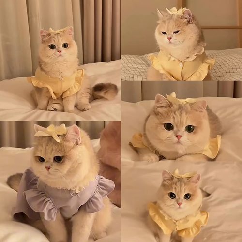 猫咪发夹可爱蝴蝶结宠物头饰金渐层英短德文蓝白布偶发卡狗狗发饰