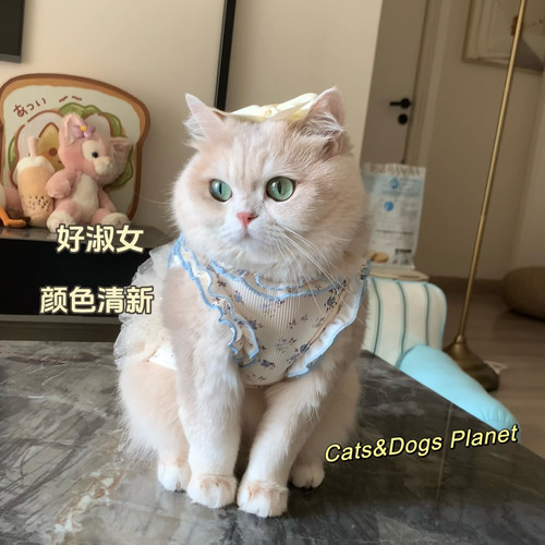 宠物猫咪狗狗衣服放小猫春夏背心连衣裙小碎花公主裙衣服金渐层犬