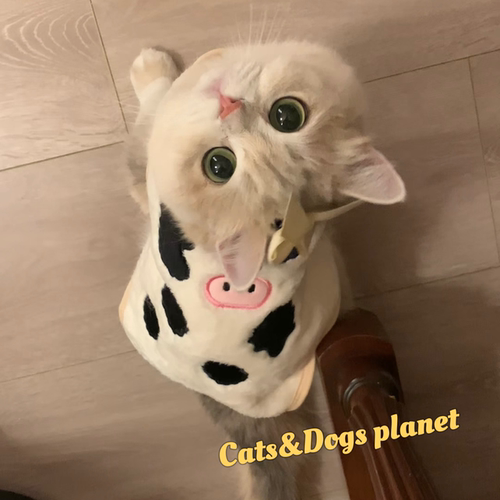 薄荷同款猫咪奶牛服背心秋冬保暖