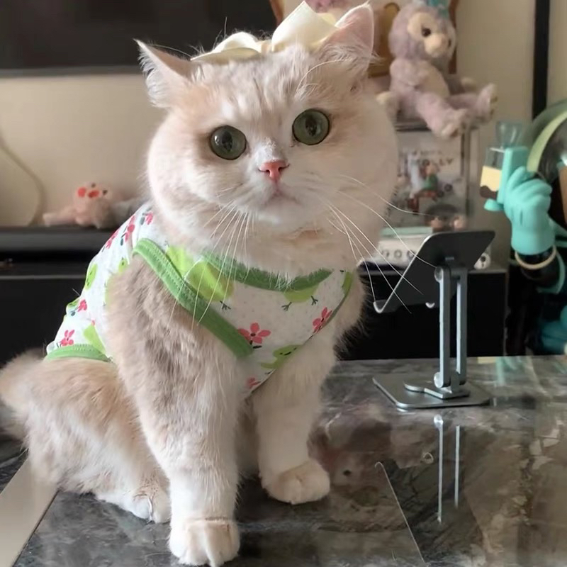 猫咪衣服夏季防飞毛狗狗网纱背心