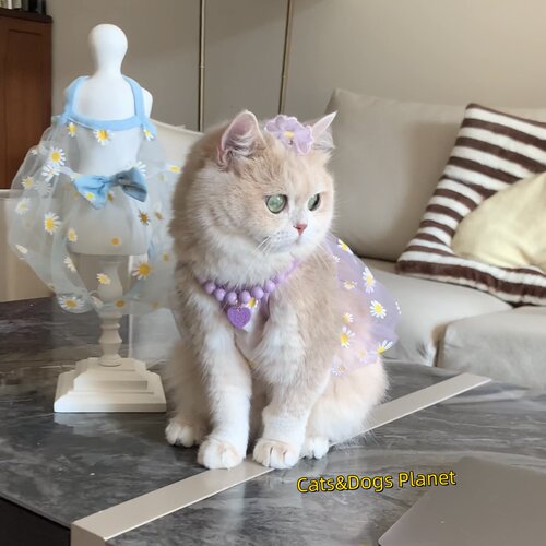 猫咪夏季薄款防掉毛吊带狗狗通用