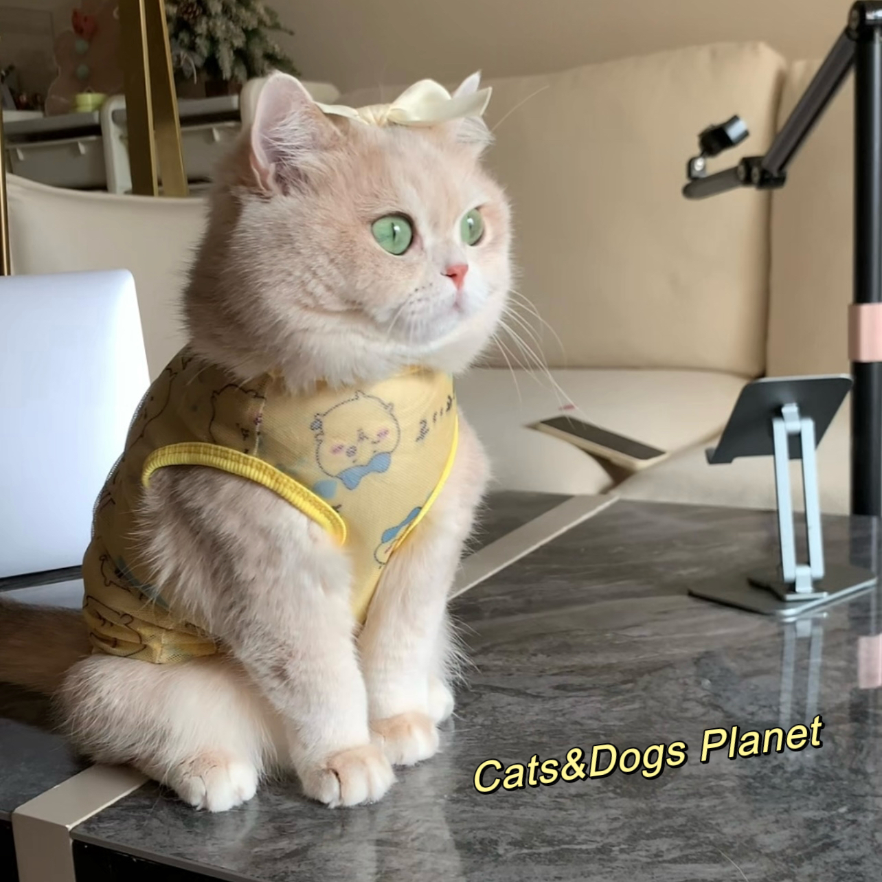 宠物猫咪衣服防掉毛网纱背心可爱图案夏季防晒服宠物金渐层比熊犬