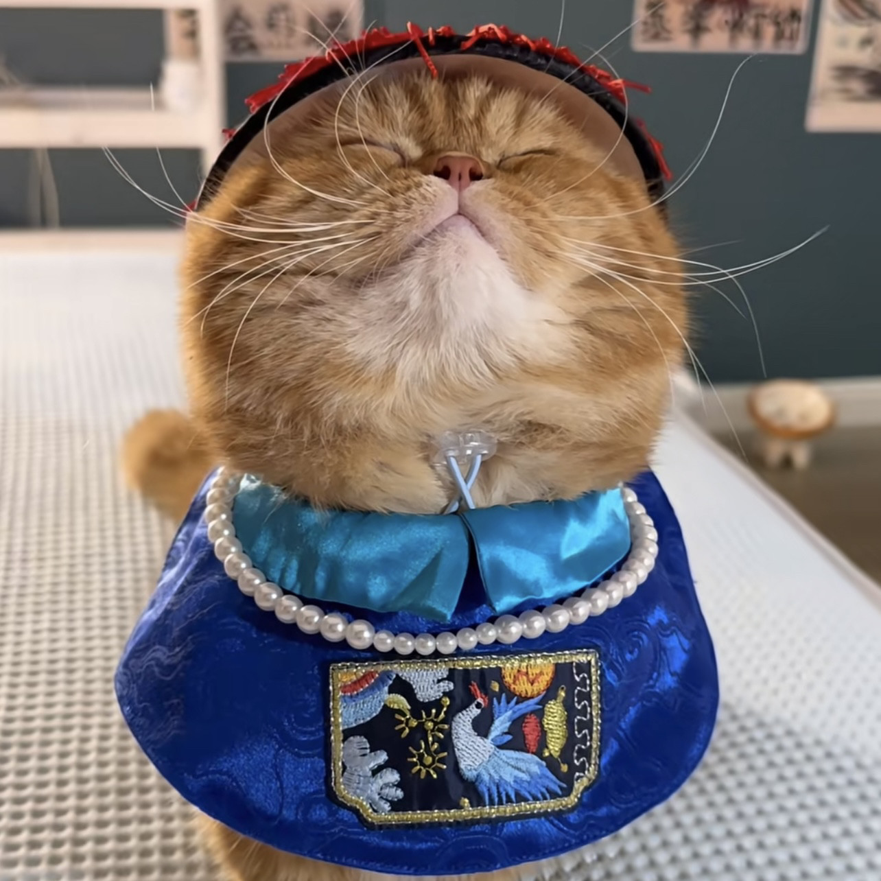 宠物猫狗围兜领巾满清第一巴图鲁清朝官员COS一品大员配饰中小型,宠物/宠物食品及用品,围巾/口水巾,淘宝优惠券,粉丝福利购,淘宝优惠卷