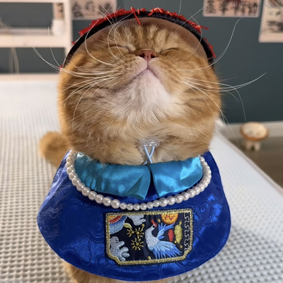 宠物猫狗围兜领巾满清第一巴图鲁清朝官员COS一品大员配饰中小型