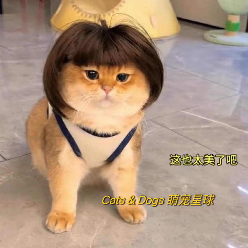 金三柜网红同款猫咪搞笑假发头套