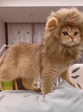 狮子头套猫咪帽子宠物变装帽狗狗头饰兔子耳朵小熊搞笑可爱猪猪帽