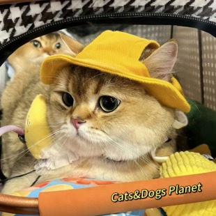 猫咪帽子宠物头套狗狗夏季 遮阳防晒露耳渔夫帽比熊泰迪金渐层德文
