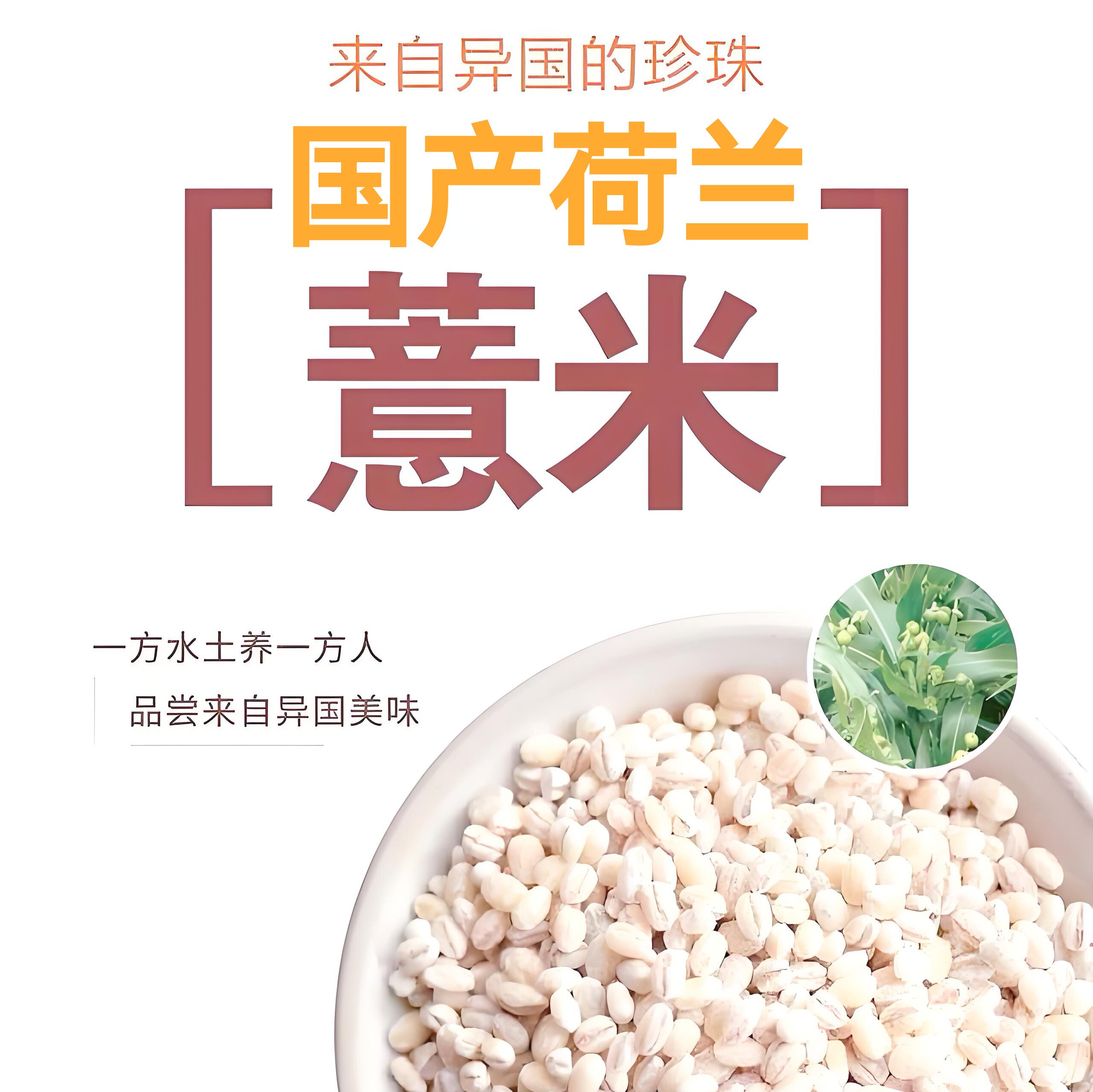 荷兰珍珠薏米洋薏米荷兰小薏米小薏苡仁软糯Q弹新鲜新加坡薏米