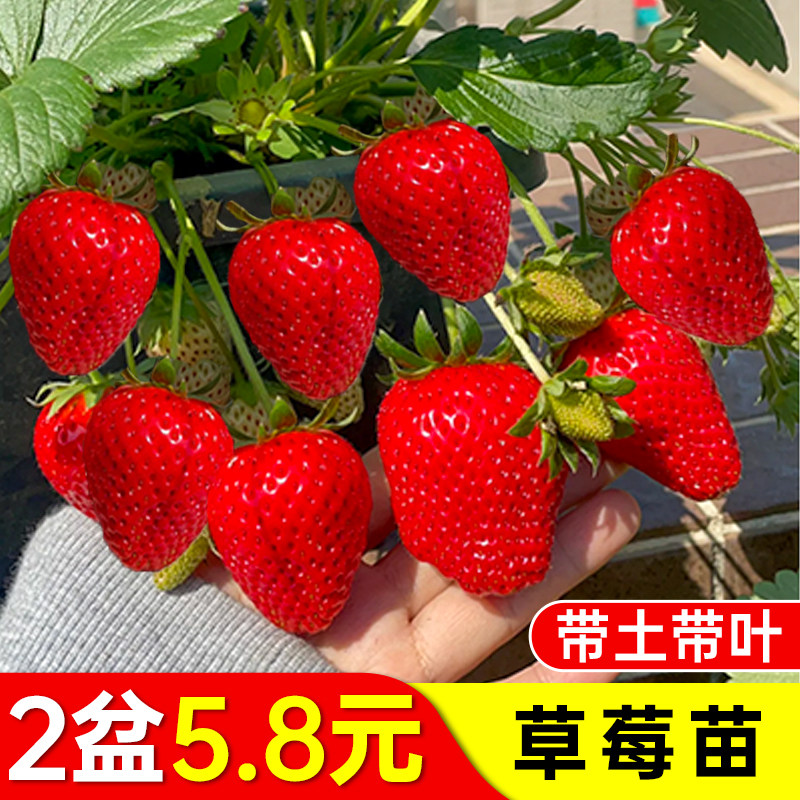 草莓苗盆栽牛奶红颜草莓秧苗四季草莓盆栽