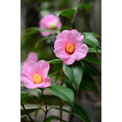 美人茶，久留米乙女，绘日伞 春之台单瓣茶花，日系茶花