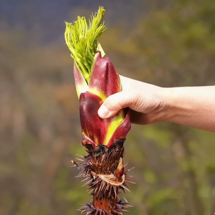 正宗云南红刺老芽苗红刺嫩芽树苗现挖现发红刺龙芽苗红刺老包苗