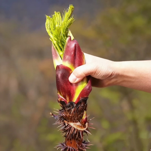 正宗云南红刺老芽苗红刺嫩芽树苗现挖现发红刺龙芽苗红刺老包苗
