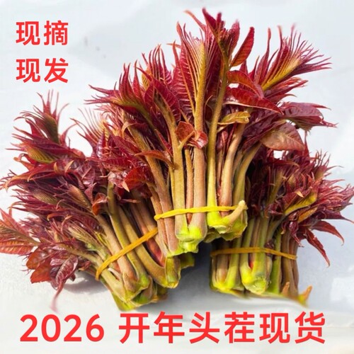 2026山野红油香椿芽新鲜现摘现发野香椿头香椿芽头香椿芽头香椿