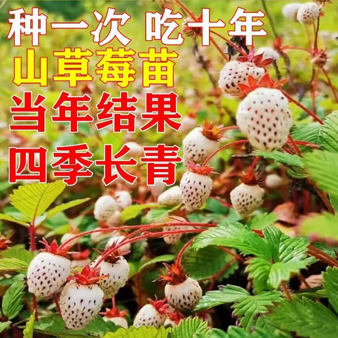 云南野生草莓苗盆栽地栽带土种籽苗子四季结果阳台种植新苗秧