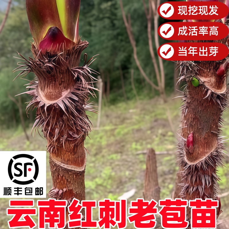 云南纯红刺嫩芽苗刺脑包红刺五加苗刺龙芽高寒山红刺老苞苗刺老包