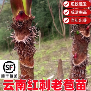 云南纯红刺嫩芽苗刺脑包红刺五加苗刺龙芽高寒山红刺老苞苗刺老包
