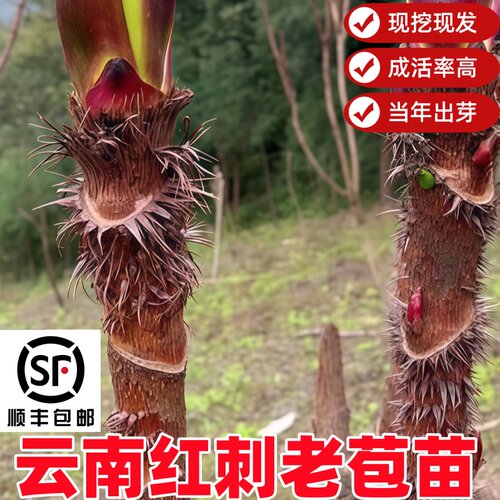 云南纯红刺嫩芽苗刺脑包红刺五加苗刺龙芽高寒山红刺老苞苗刺老包