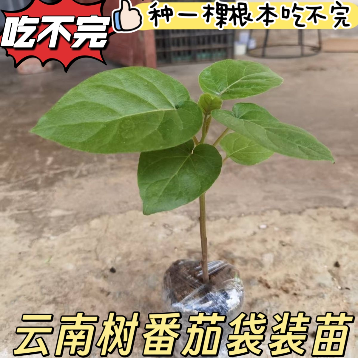 云南袋装树番茄苗树上西红柿苗