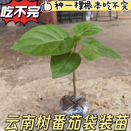 云南袋装树番茄苗树上西红柿苗