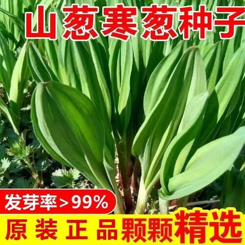 云南山葱种子500粒茖葱寒葱