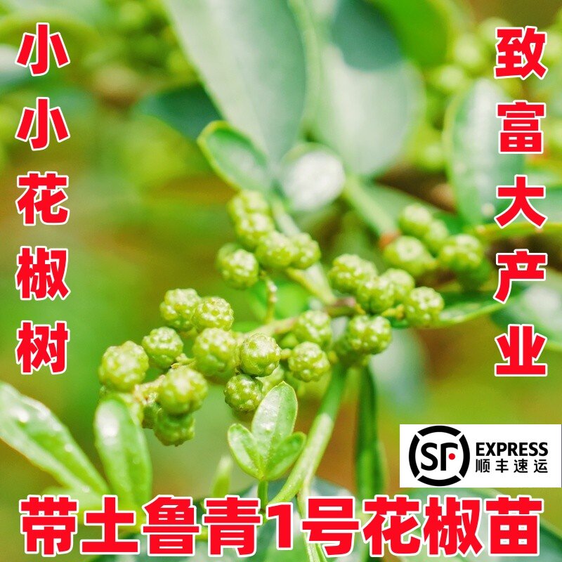 昭通青花椒树苗鲁甸青花椒苗鲁青1号花椒苗盆栽带土带叶顺丰包邮