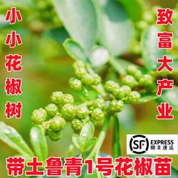 昭通青花椒树苗鲁甸青花椒苗鲁青1号花椒苗盆栽带土带叶顺丰包邮