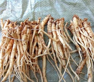 现挖现发云南高山野生党参肥壮党参根农家自种滋补食材煲汤炖肉