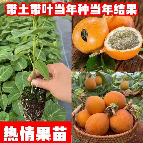 云南热情果苗当年结果带土杯苗特大果黄金百香果阳台庭院盆栽果树