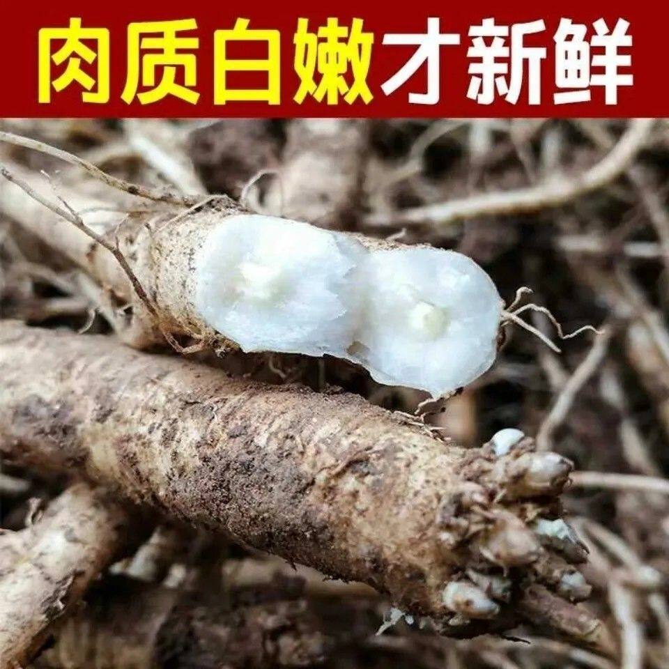 云南新鲜党参当季现挖现发原产地直供炖鸡排骨煲汤料 健脾益肺