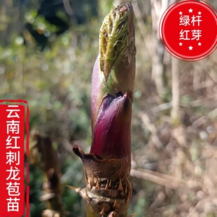 云南红刺老苞苗绿杆红芽红刺龙苞苗红刺奶苞红树头菜刺嫩芽刺老芽