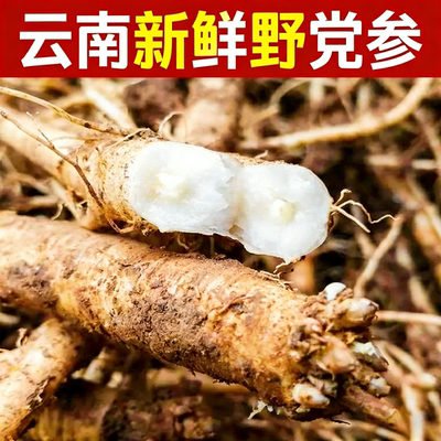 云南新鲜野生党参当季现挖现发健脾益肺煲汤炖鸡排骨肉质白嫩党参
