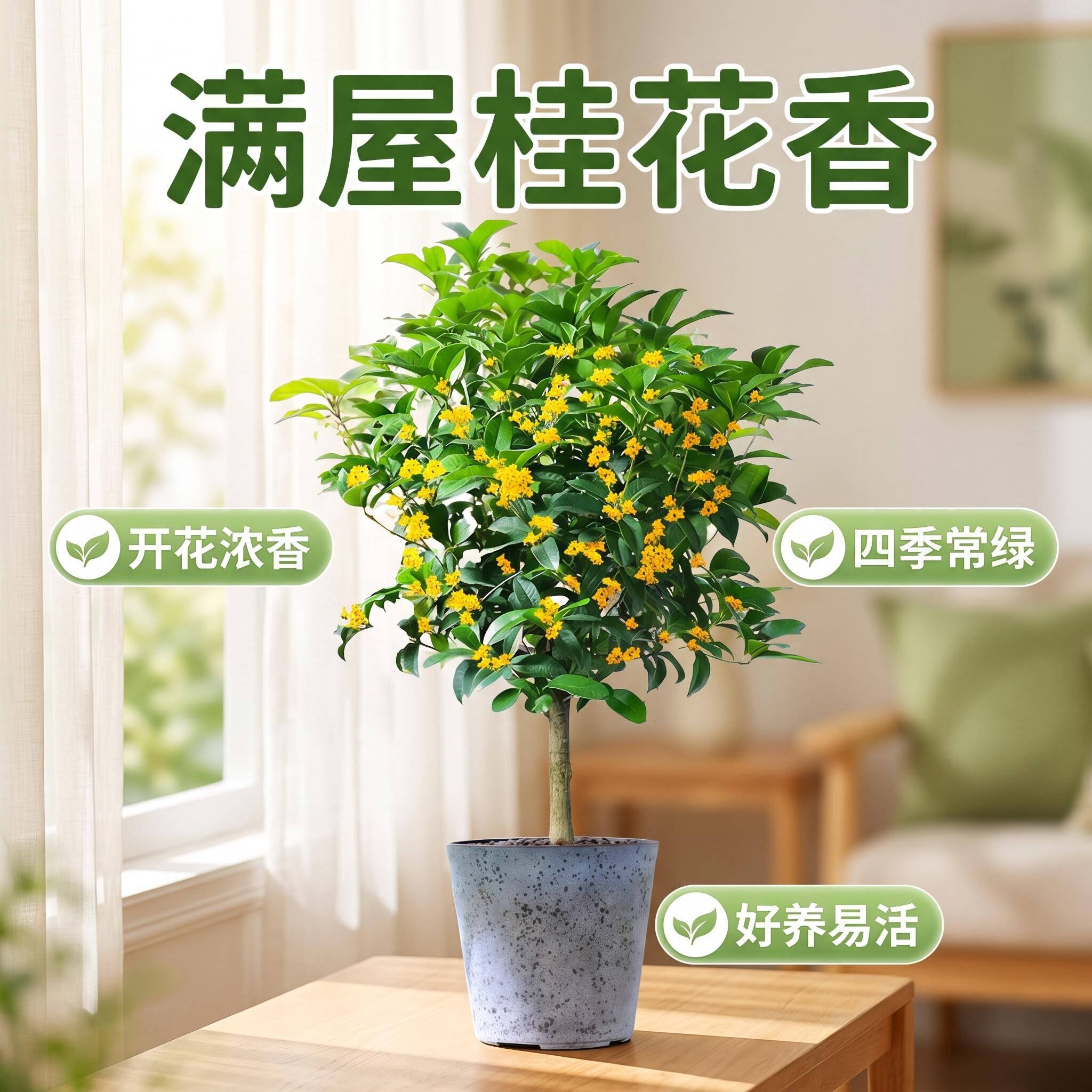 桂花树苗盆栽金桂浓香型室内植物庭院阳台盆景地栽四季开花八月桂
