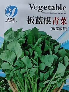 板蓝根青菜种子1000粒/袋优选品种小规格体验装发芽率与品质易种