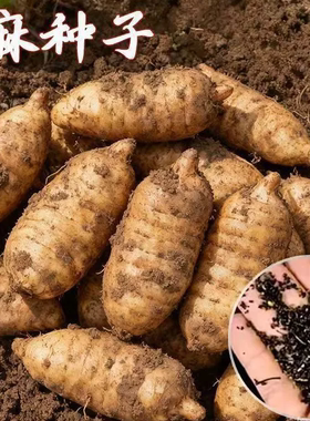 云南昭通正宗天麻种子红杆乌天麻种苗高发芽率药材种植优选易活