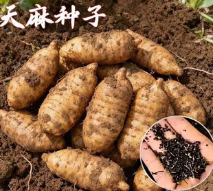 云南昭通正宗天麻种子红杆乌天麻种苗高发芽率药材种植优选易活